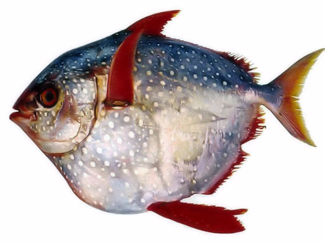 Lampris guttatus_03.jpg